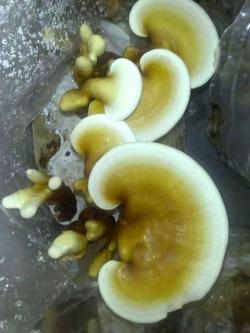 Ganoderma Mushroom Supplier in Laos | Ganoderma Mushroom Company in Laos | Biobritte mushroom company 