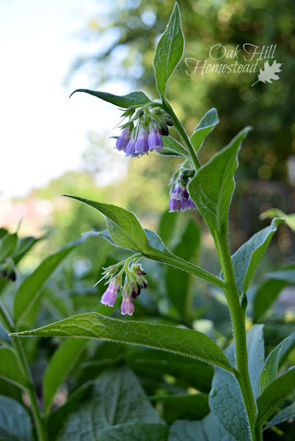 An herb plant with purple flowers against a blue sky.