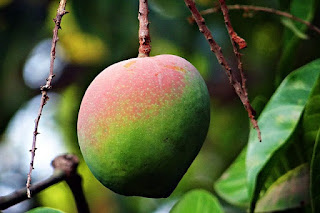 gambar buah mangga apel