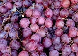 pressing grapes