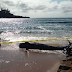 New clues in Hawai'i whale strandings