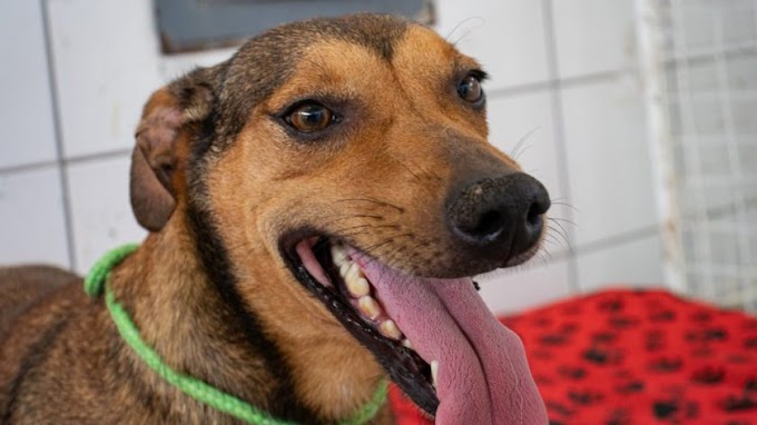 CACHOEIRINHA: Centro de Saúde Animal 4 Patas agora está atendendo por telefone