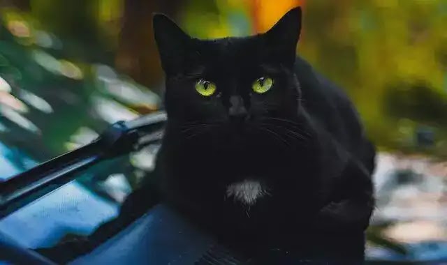 Black Cat Facts: Discover Best 16 Facts about Black Cats- Okaymood