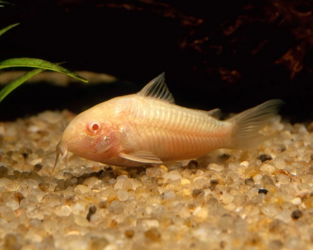 albino-catfish