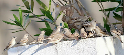 Yellow-throated Sparrow