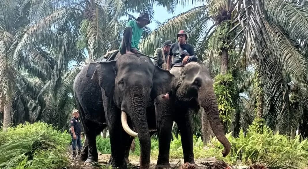 Tamed elephants were deployed to help herding wild elephants safely. (Photo: Riau BBKSDA)