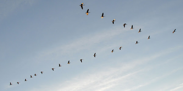 Why do geese fly in a V shape?