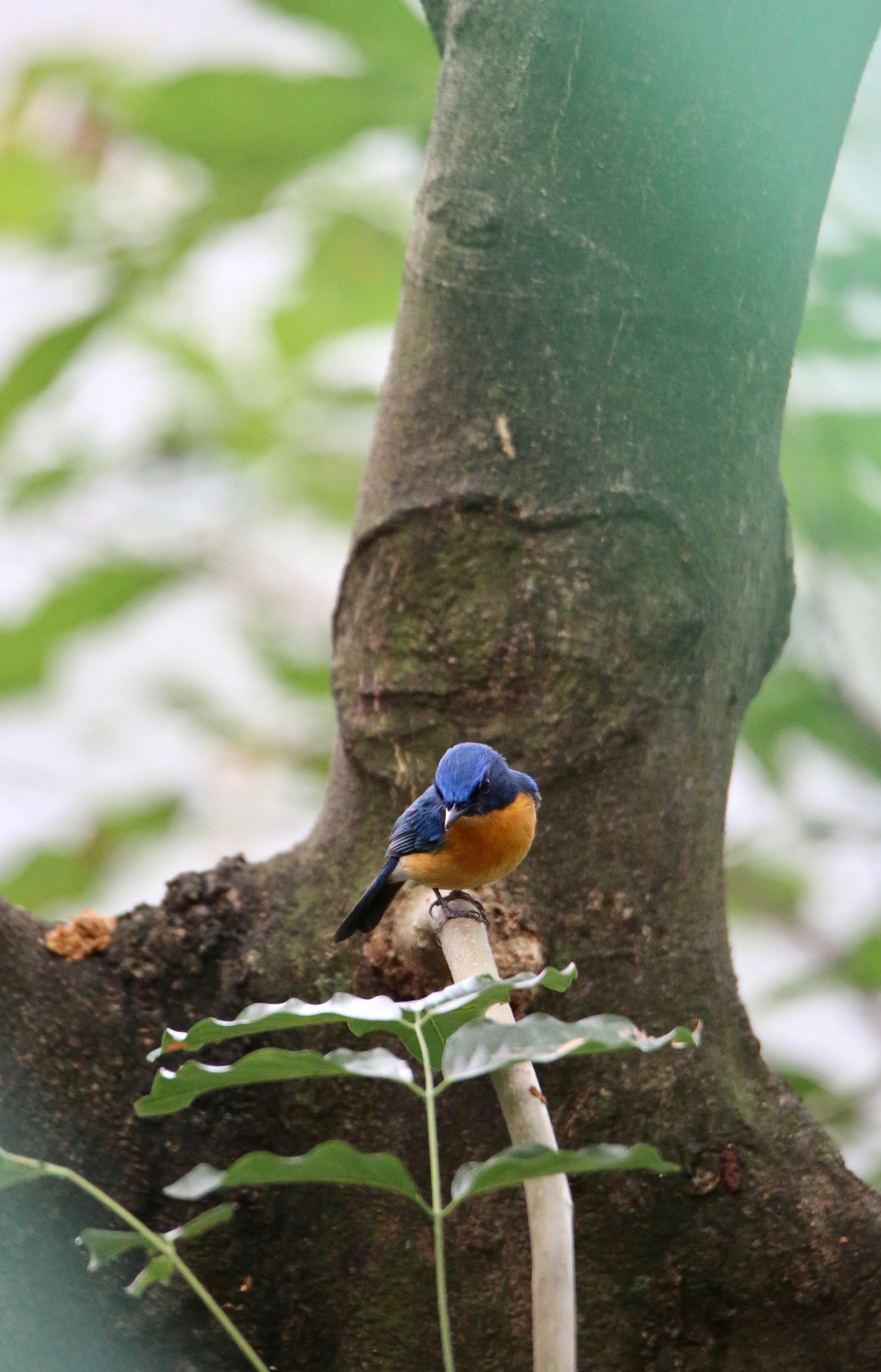 Tickell's Blue Flycatcher high resolution large images, Birds of Mysore