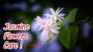 Night-blooming-jasmine-plant 