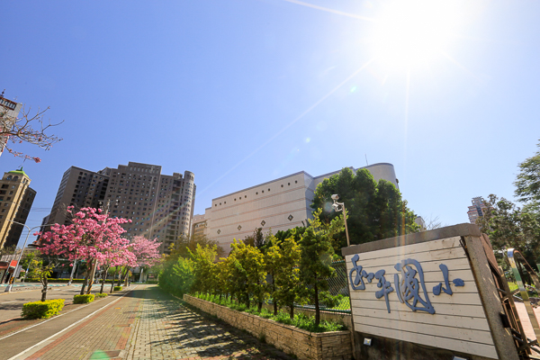 台中南區和平國小洋紅風鈴木，復興北路自行車道賞風鈴木