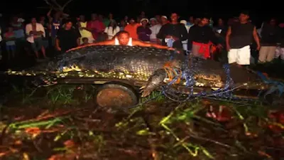 أكبر تمساح في العالم Saltwater crocodile