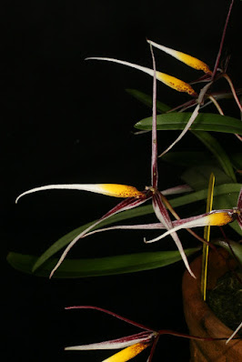 Bulbophyllum speciosum - The Outstanding Bulbophyllum care