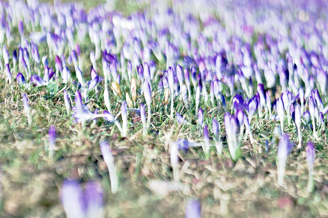 Bilder der Woche #114 (KW 08/2022) — Krokus, Krokusse noch mehr Krokusse