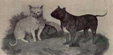English Bulldog 1800