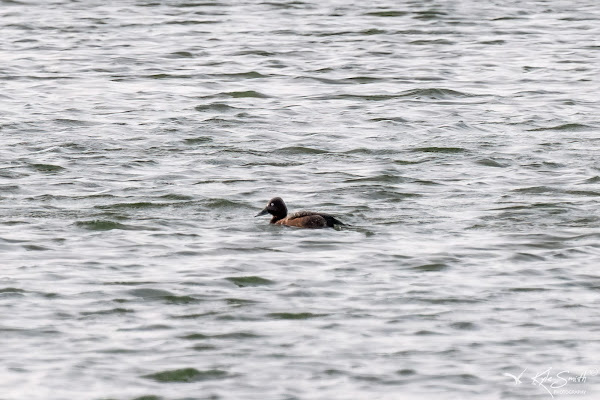 Ferruginous duck