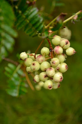 Рябина мелколистная (Sorbus microphylla)