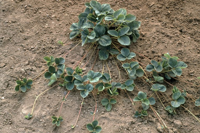 Natural vegetative propagation of Fragaria