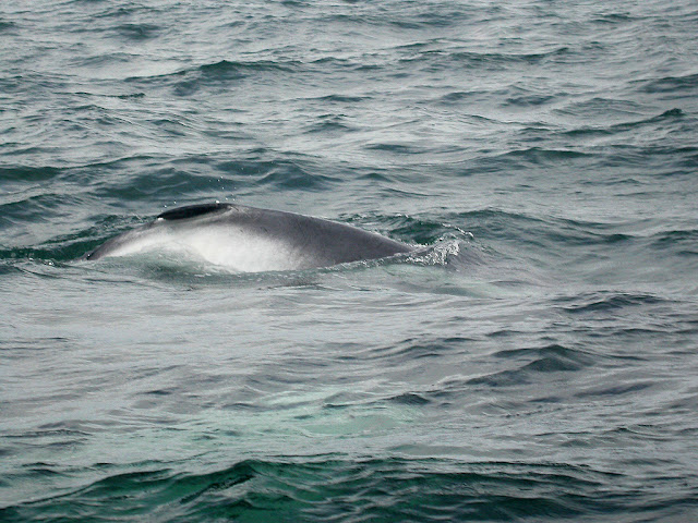 Balaenoptera sp