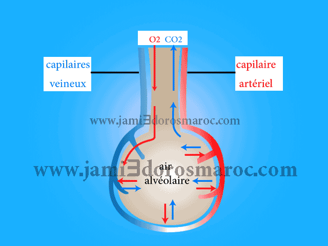 mécanisme des échanges gazeux respiratoires au niveau des alvéoles