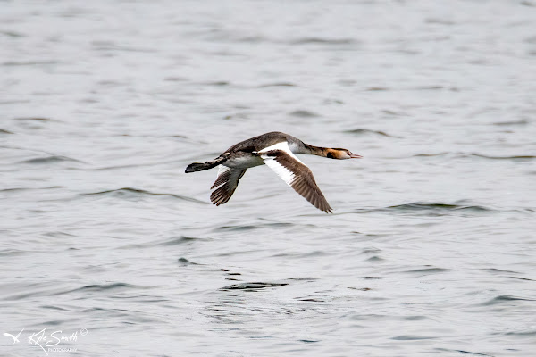 Great crested grebe