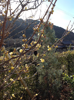 ロハスプラザ　蝋梅が開花
