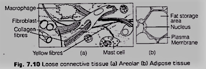 Adipose Tissue