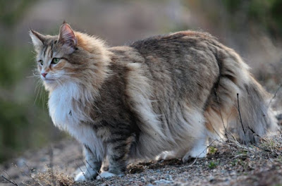 Karakter Ras Kucing Norwegian Forest