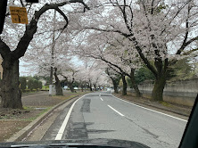 2024年　お花見