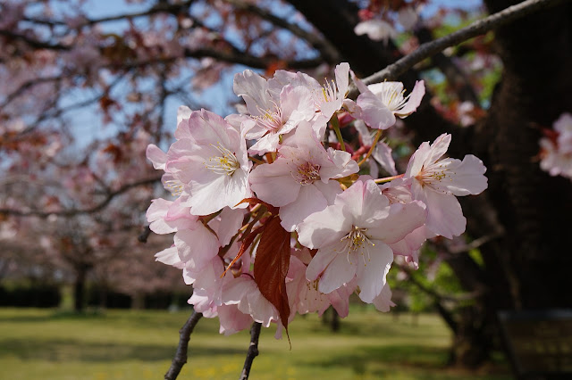 Prunus 'Sendaiya'