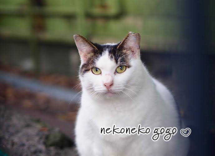 ねこ散歩で会ったハチワレさん