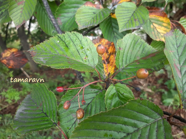 Мелкоплодник ольхолистный (Micromeles alnifolia)