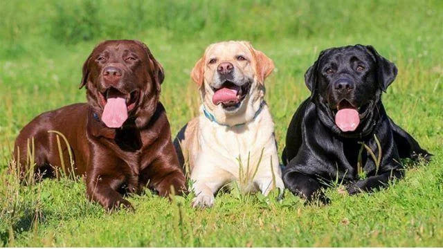 Labrador Retrievers, the Popular Dog Breed