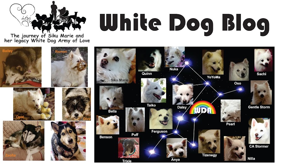 White Dog Diary Online