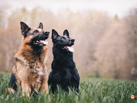 Harga Anjing German Shepherd Anakan (Puppy) dan Dewasa di Pasaran Terbaru