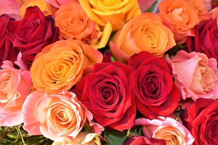 Jangan Salah Pilih, Ini 7 Arti Warna yang Terdapat Pada Bunga Mawar