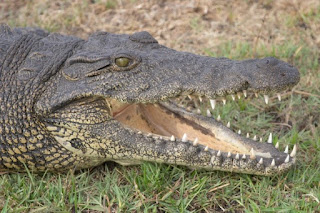 Evolution is to be without a designer or purpose. Darwinists say some things are over-designed, implying both. They cannot account for obvious design such as seen in crocodilians.