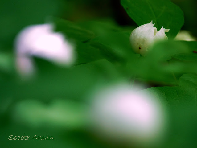 Paeonia japonica