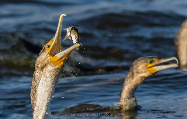 Canon Photography Training Cape Town / Cape Peninsula