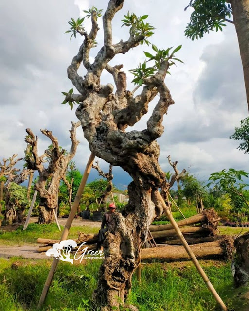 Jual Pohon Kamboja Fosil di Surabaya | Harga Pohon Kamboja Fosil Langsung Dari Petani