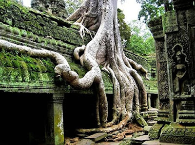 Photograph of tree roots growing around ancient moss covered ruines