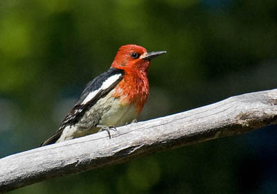 Photo of Red-breasted Sapsucker on branch.