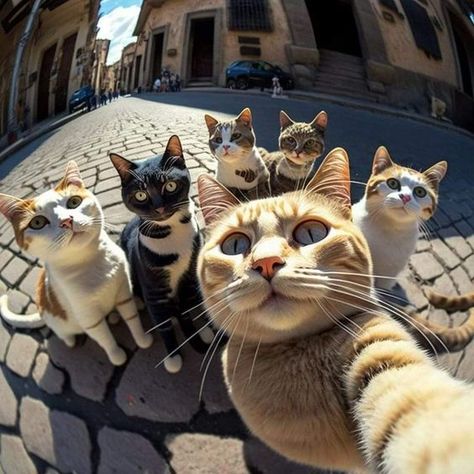Koleksi Foto Kucing Selfie Bersama-sama: Unik dan Menggemaskan