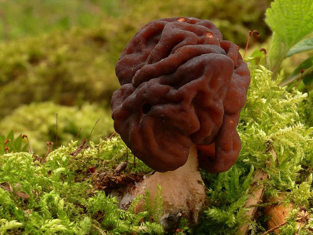 Gyromitra esculenta, или строчок обыкновенный