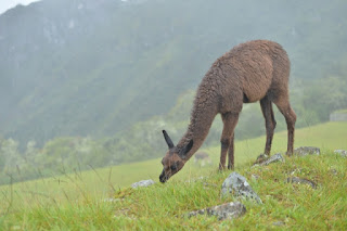 ラマの写真