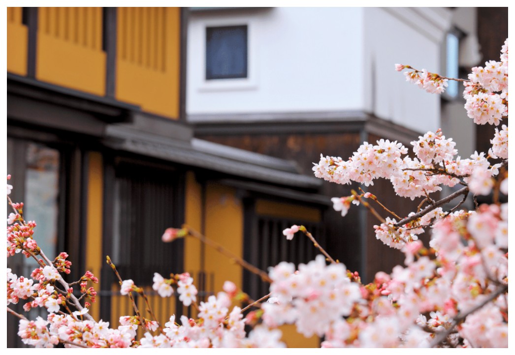 Kyoto City Japan Sakura Flowers