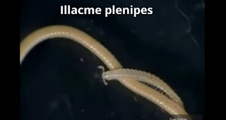 illacme plenipes