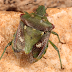 Chroantha ornatula