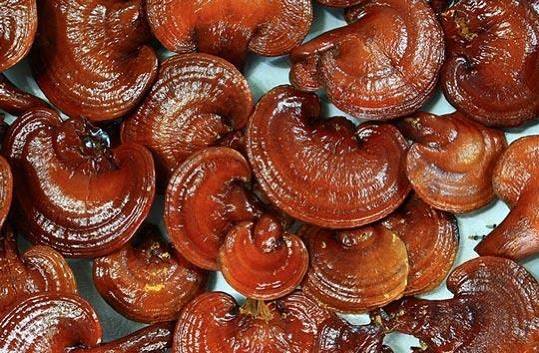 Ganoderma Mushroom Supplier in Micronesia | Ganoderma Mushroom Company in Micronesia | Biobritte mushroom company