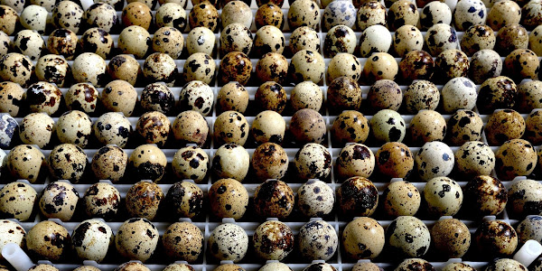 How do you incubate quail eggs?