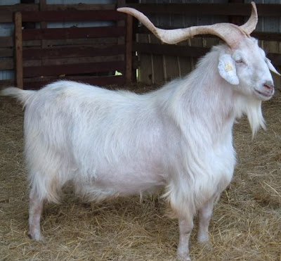 Kiko goat